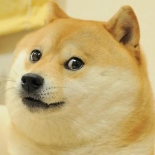 Doge looking sideways with a bemused expression.