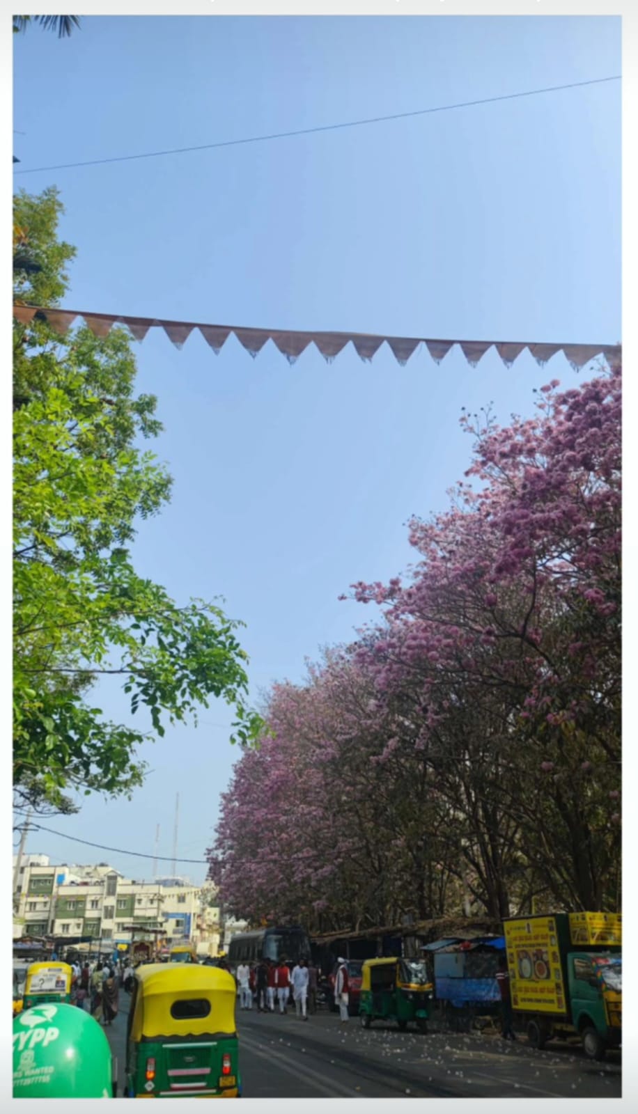 A morning street in Bengaluru lined with pink flowering trees, auto rickshaws, and overhead bunting.